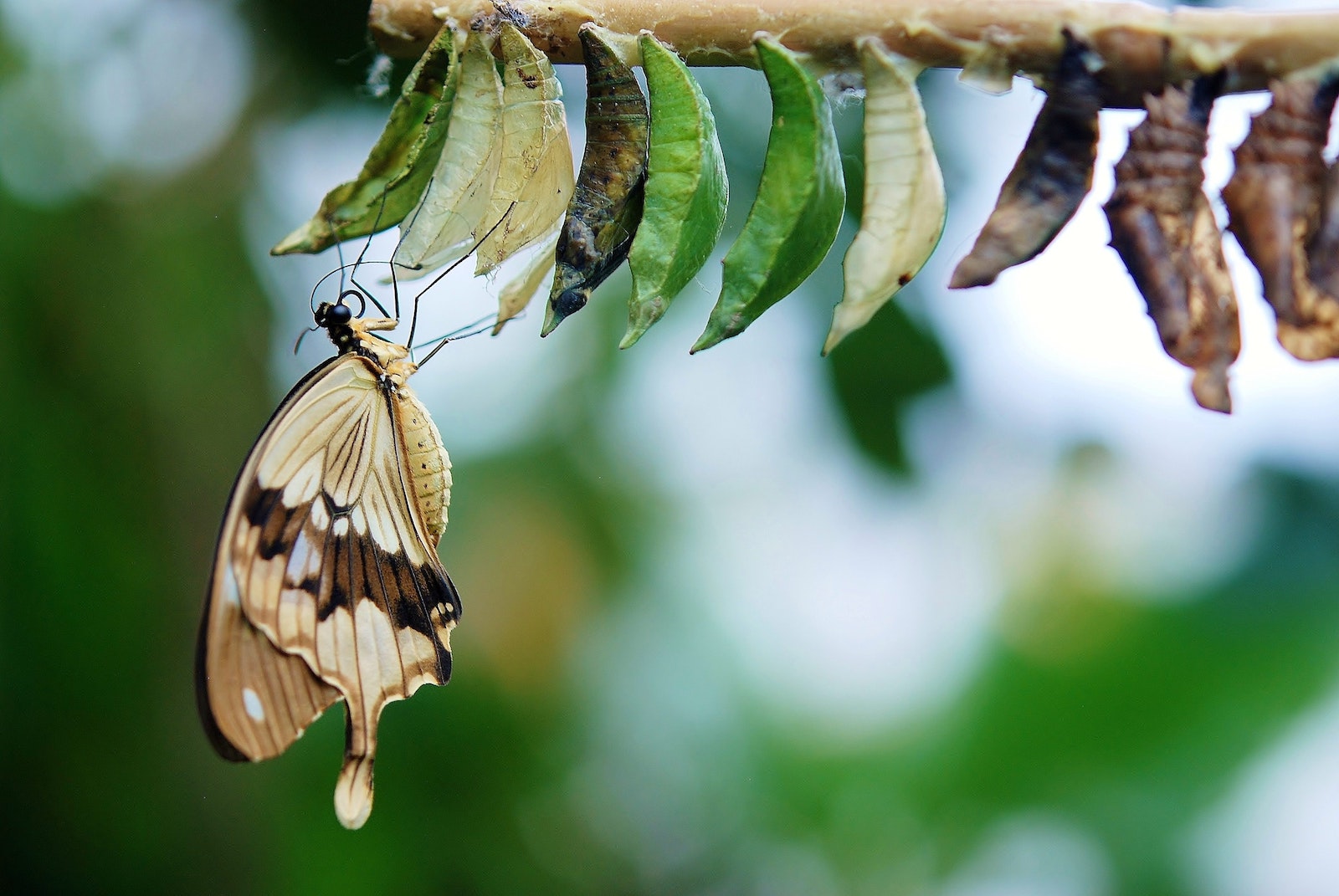 butterfly - Death and Transformation